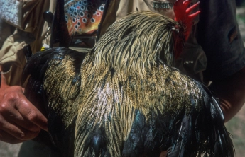 A genuine Gallo de Leon A genuine Gallo de Leon