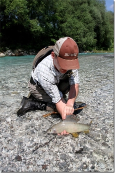 Freshwater sailfish Freshwater sailfish