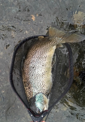 In need of a bigger net In need of a bigger net