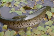 User submitted picture: Took a quick snap of this...