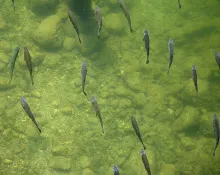 User submitted picture: Lazy River Barbs