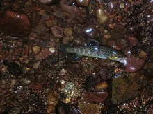 User submitted picture: A Wild Brown at Night