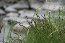 User submitted picture: BUGS