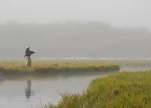 User submitted picture: Foggy morning streamer fi...