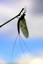 User submitted picture: Danica mayfly resting. 
...