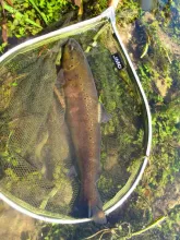User submitted picture: Nice brown trout ! by www...