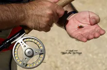 User submitted picture: Fly for the fishing