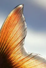 User submitted picture: Arctic char tail detail. ...