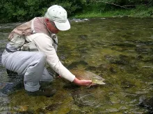 User submitted picture: New Zealand trout are amo...