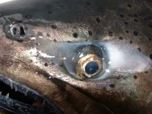 User submitted picture: King salmon,20#. Oakorcha...