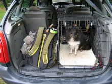 User submitted picture: The fishing dog Divus in ...