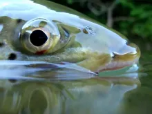 User submitted picture: Me in the eye of a brown ...