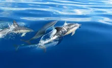 User submitted picture: Spotted Dolphins. 