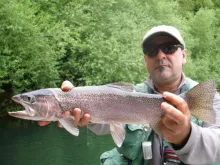 User submitted picture: Rainbow trout of AluminÃ© ...