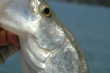 User submitted picture: Snook Eye!