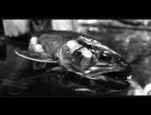 User submitted picture: Brook Trout