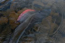 User submitted picture: River Annan Grayling