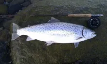 User submitted picture: The most beautiful sea tr...