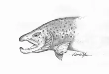 User submitted picture: "Bring It On!" is a pen...