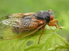 User submitted picture: Brood X is made up of thr...