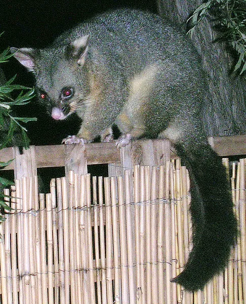 User submitted picture: Some of the best dubbing ...