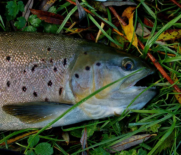 User submitted picture: "Portrait"