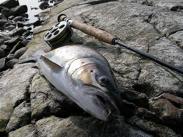 User submitted picture: Stoned trout