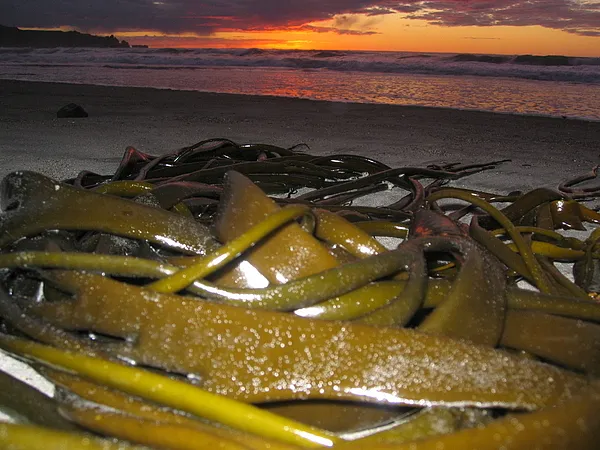 User submitted picture: What the sea brings..... ...