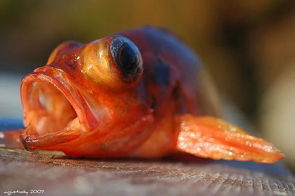 User submitted picture: red fish