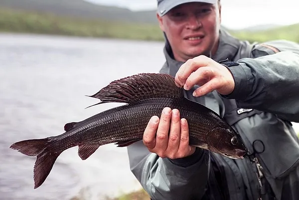 User submitted picture: 50cm grayling caught on #...