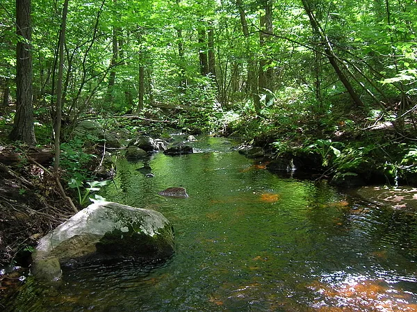 User submitted picture: A Wild Brook Trout Stream