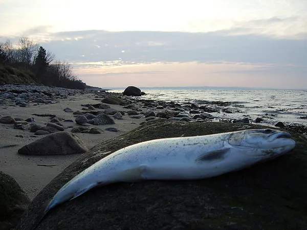 User submitted picture: A smaller Danish seatrout...
