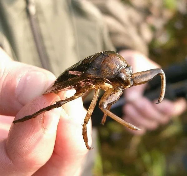 User submitted picture: The strange things you se...