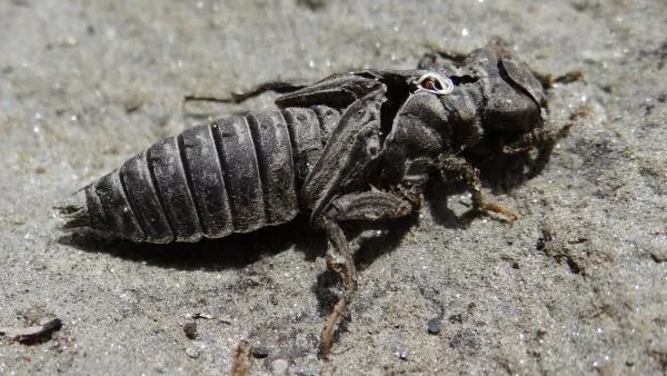 User submitted picture: Dragonfly nymph empty she...