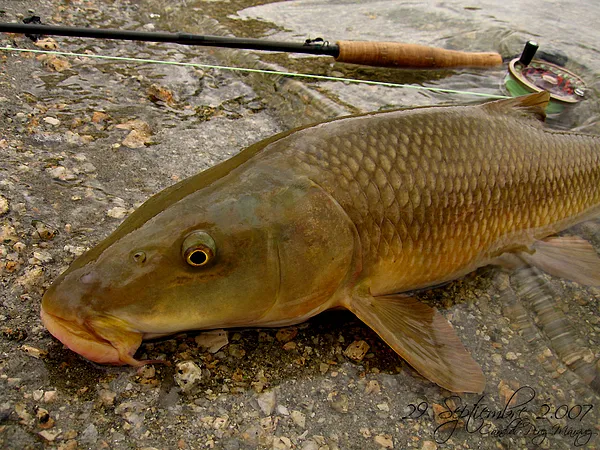 User submitted picture: Barbel with dry fly