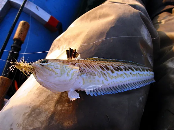 User submitted picture: FjÃ¦sing (Trachinus draco)...