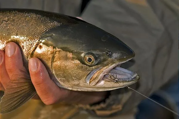 User submitted picture: Seatruot caught in the su...