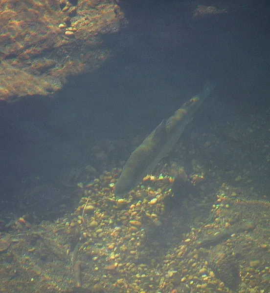 User submitted picture: Trucha al acecho  ...  es...