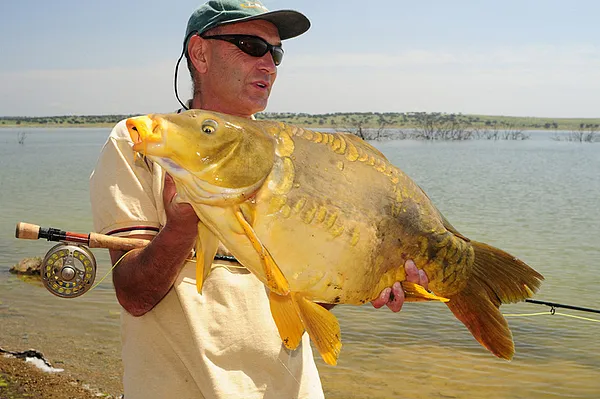 User submitted picture: 10+ kilos carp taken on b...