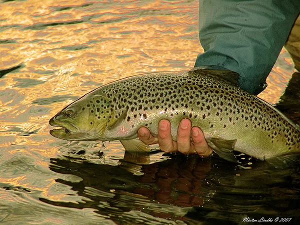 User submitted picture: A nice brown trout.