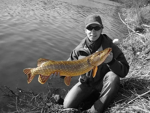 User submitted picture: First pike from VÃ¡h river...